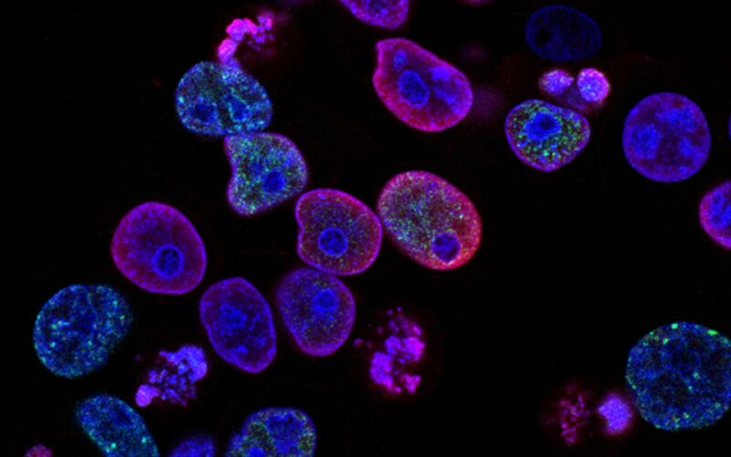 biotech cancer cells