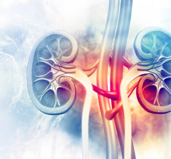 Human kidney cross section on scientific background. 3d illustration