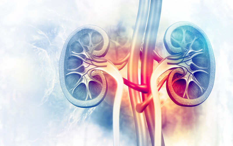 Human kidney cross section on scientific background. 3d illustration